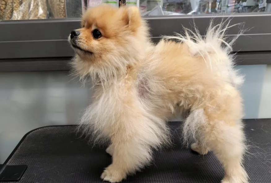 cute grassa e secca nel cane: le cause e quale prodotto utilizzare
