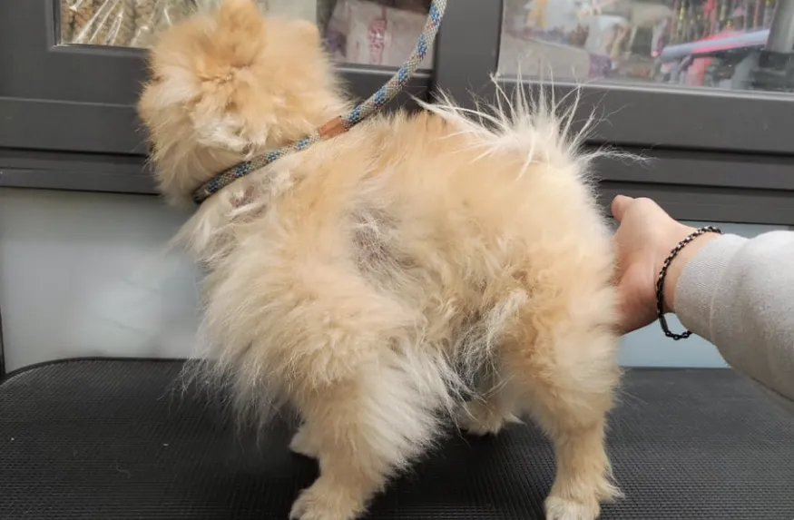 cute grassa e secca nel cane: le cause e quale prodotto utilizzare