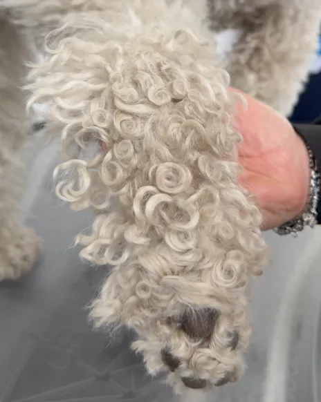 Nodi sul cane